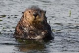 Otter Pop Up