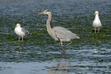 Blue Heron and 2 Gulls