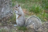 Western Gray Squirrel