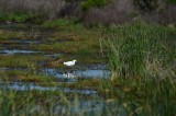 Snowy Egret In Marsh