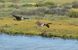 Flying Canda Geese