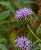 Siskiyou Monardella (Wildflower)