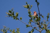 Purple Finch