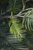 Acacia Leaves