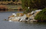 Four Swans and Three Egrets