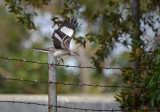 A Mockingbird Jump