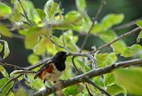 Spotted Towhee 2