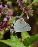 Gray Hairstreak Body