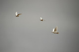White Pigeons In Flight