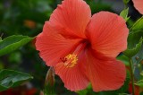 Another Salmon Hibiscus