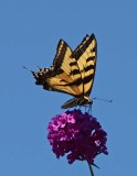 Tiger Swallowtail on Top