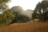 Fog In the Trees