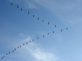 Canada Geese In A V