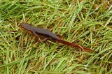 California Newt on Wet Grass