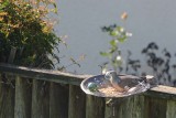 Dove in Bird Feeder