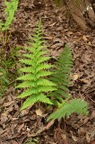 Ferns