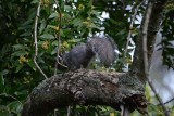 Grey Squirrel