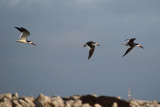 Three In Flight