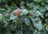 Robin in the Ivy