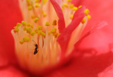 Ant In Camelia