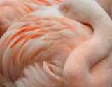 Peach Feathers In Swirls