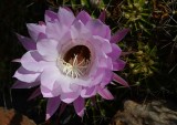 Unusual Cactus Bloom- Center