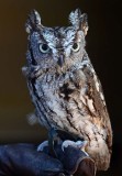 Little Female Screech Owl