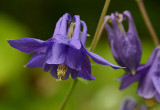 26- 141 Purple Columbine