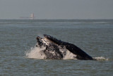 Humpback Lunging - Baleen Shows