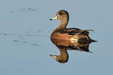 Female Wigeon