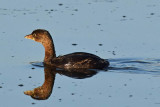 Pied Billed Grebe Reflections