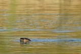 River Otter Swim