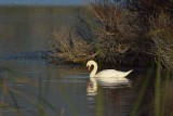 Swan By Scrub Brush