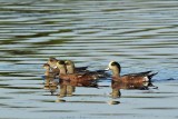 Lots of Wigeons and One Eared Grebe