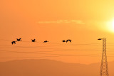 Sunrise Geese