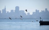 Pelicans and the City