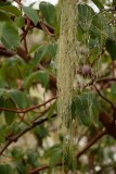 Usnea - Beard Lichen