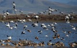 Avocets and Godwits Ready to Land