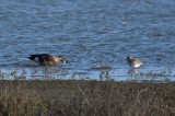 Wigeon and Plover
