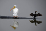 Pelican & Cormorant Spread Out
