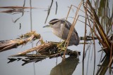 Adult Black-Crowned Night Heron