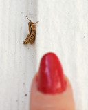 Grasshoppers Size