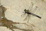 Grappletail Dragonfly