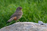 California Towhee Being Curious