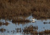 Black-Necked Stilt