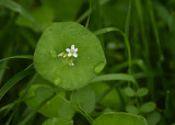 Miners Lettuce