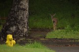 Deer and Yellow Fire Hydrant