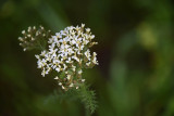 Possibly American Wild Carrot or Yarrow