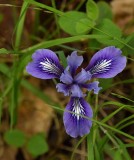 Douglas Iris