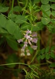 Unidentified Purple & White Wildflowers